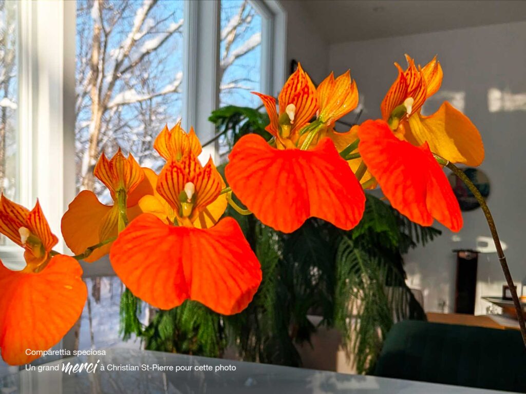 Portrait de Christian St-Pierre au Lac-Delage, passionné d’orchidées, qui cultive plus de 120 orchidées à la maison.